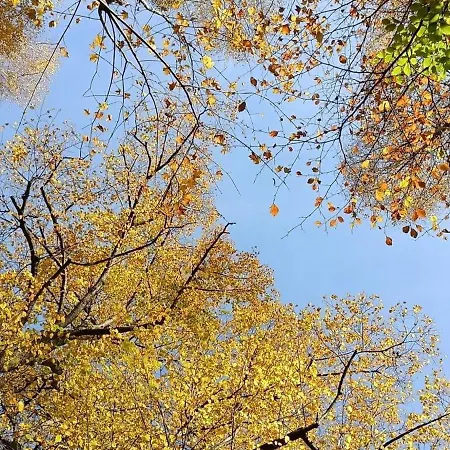 Aska Alloggio in famiglia