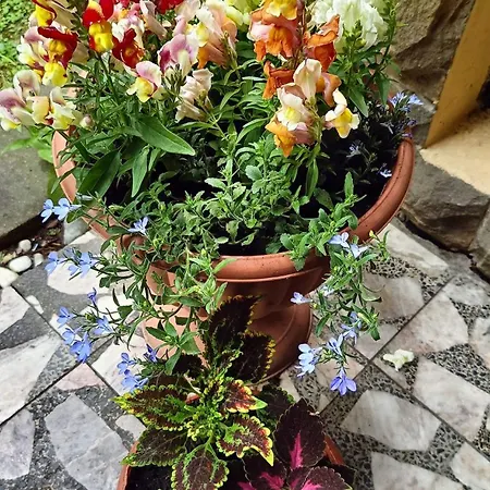 Aska Ubytování v soukromí *