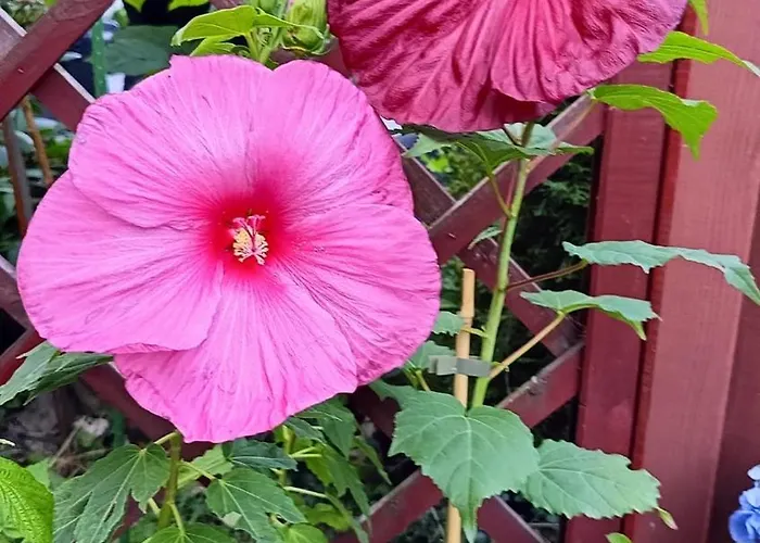 Homestay Aska Karpacz